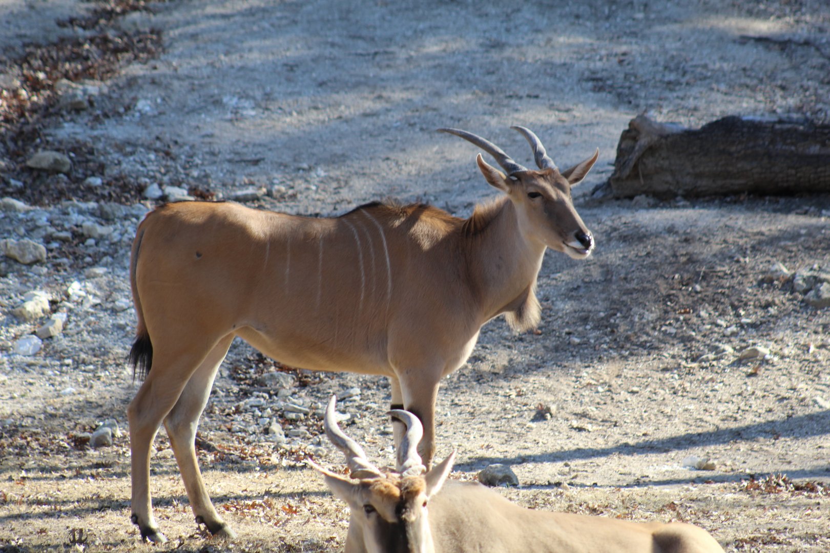 Common Eland