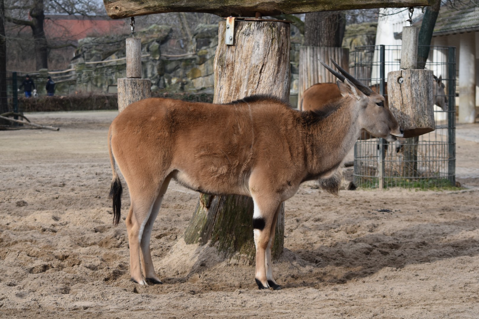 Common eland