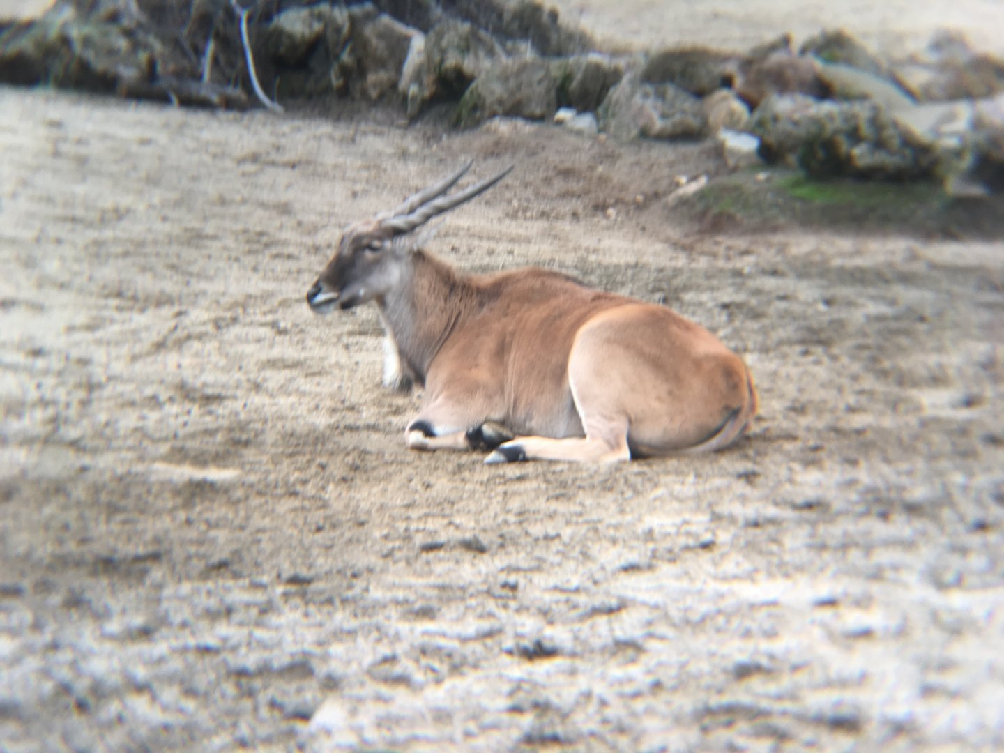 Common eland