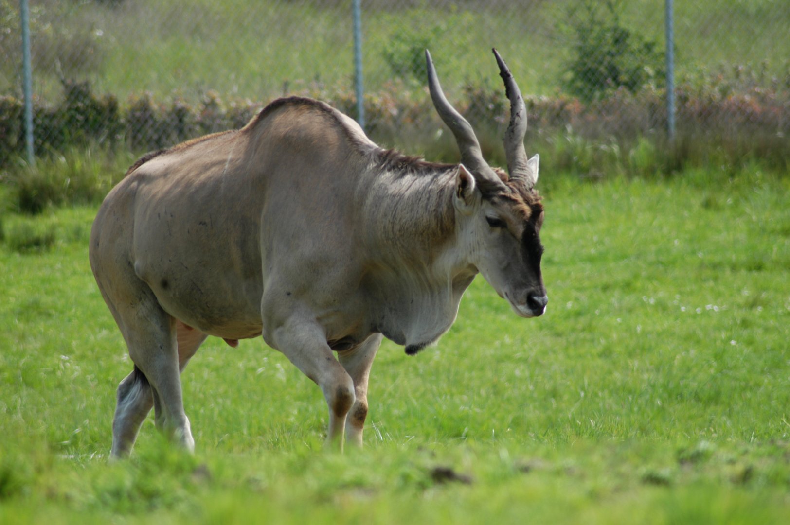 Common Eland