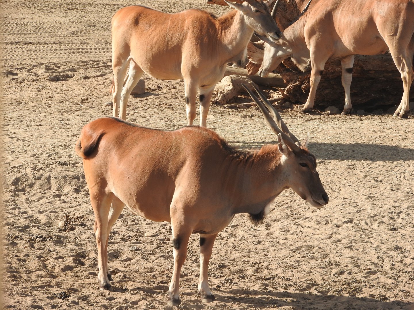 Common Eland