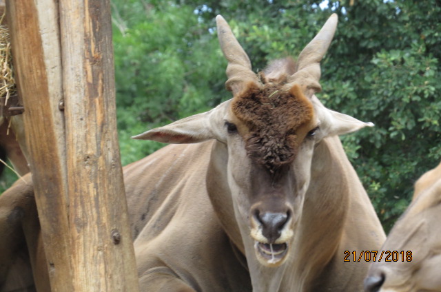 Common Eland