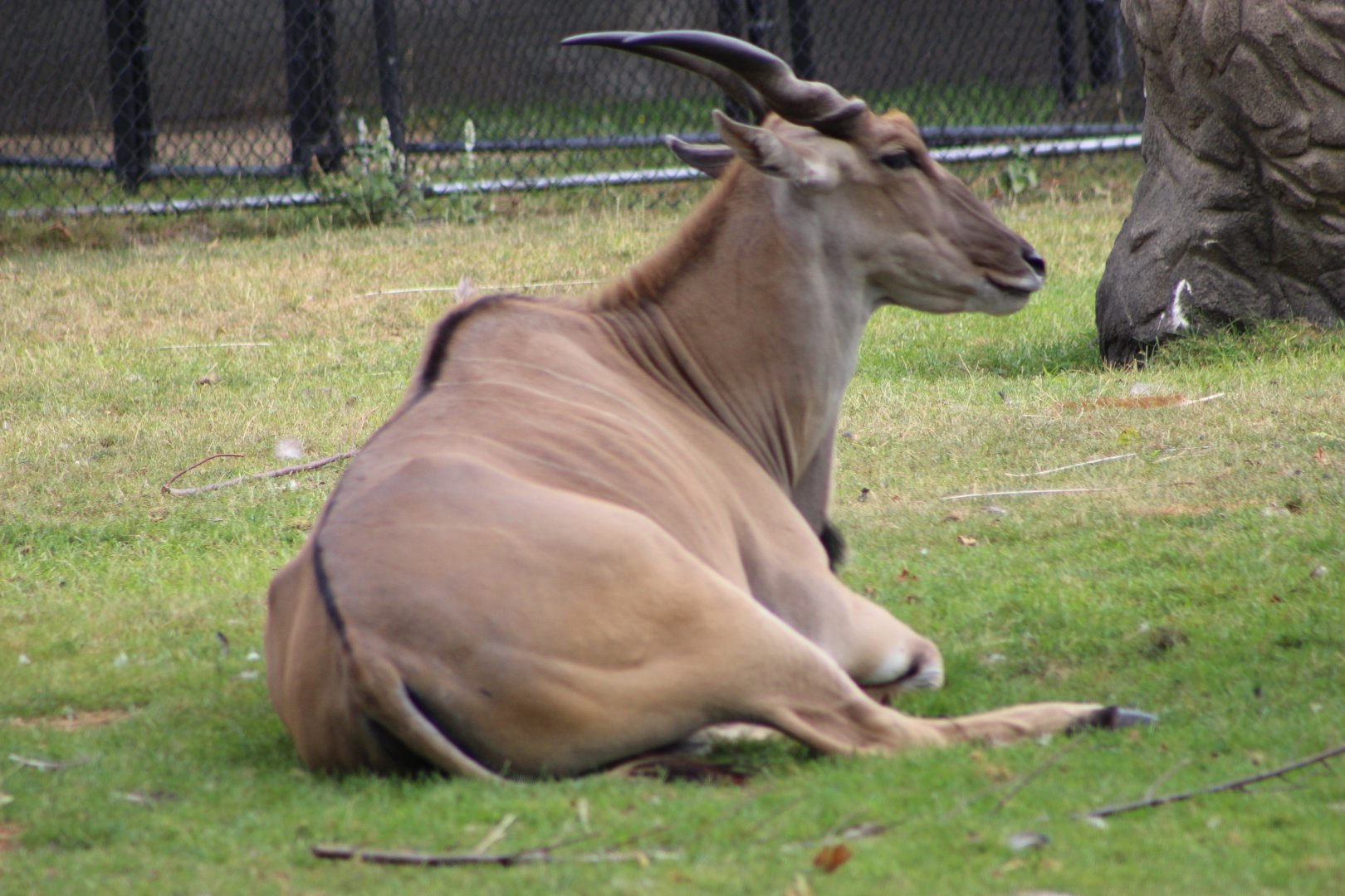 Common Eland