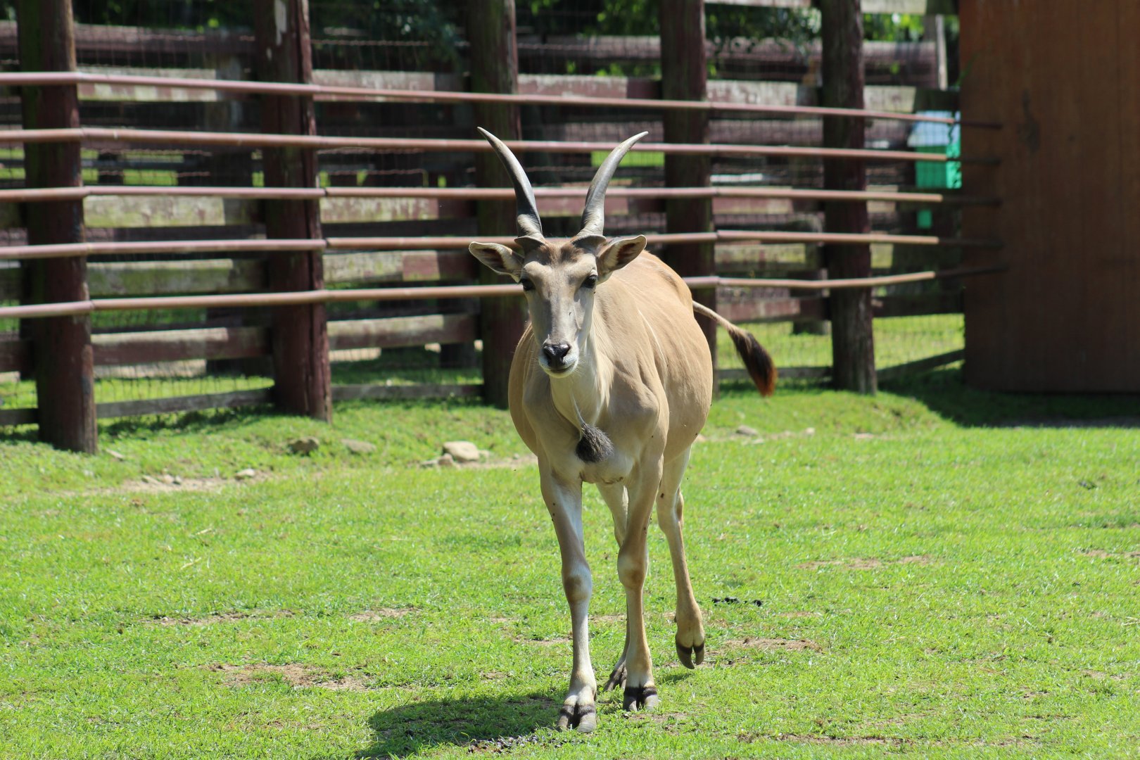 Common Eland