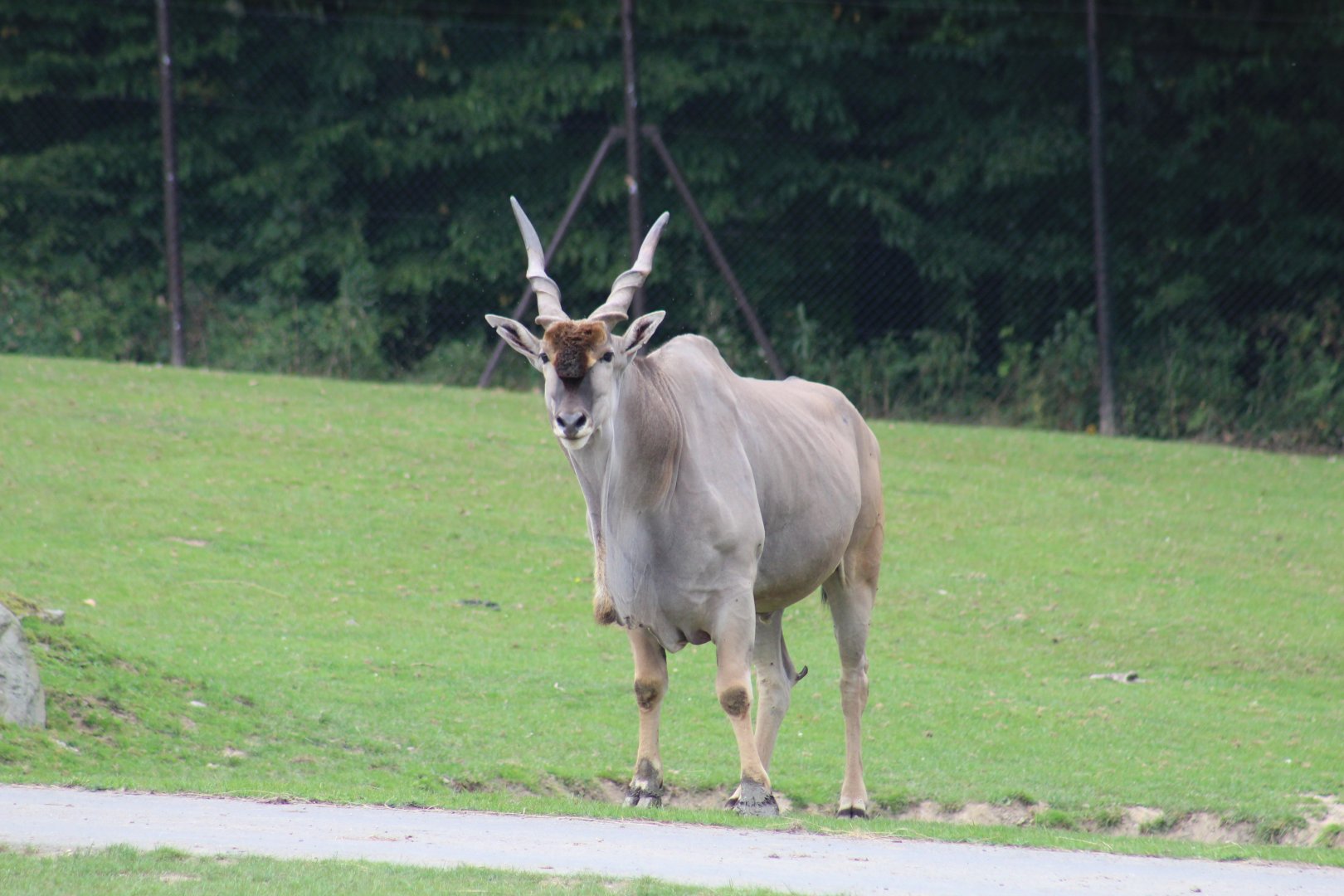 Common Eland