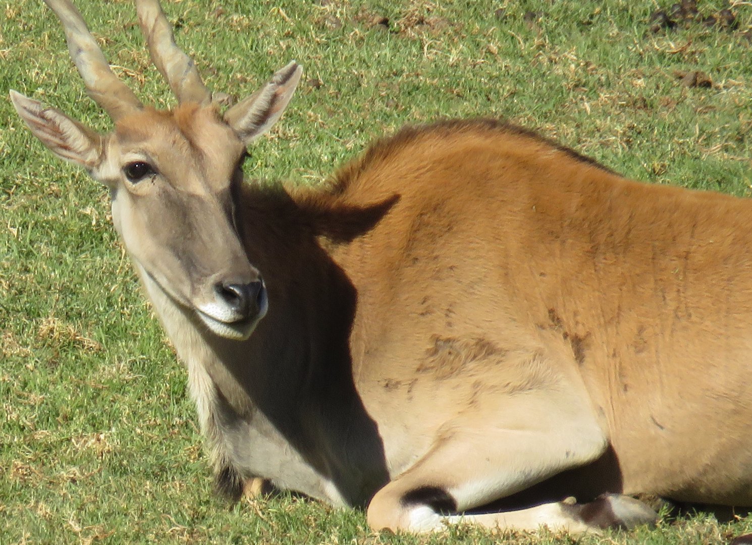 Common eland