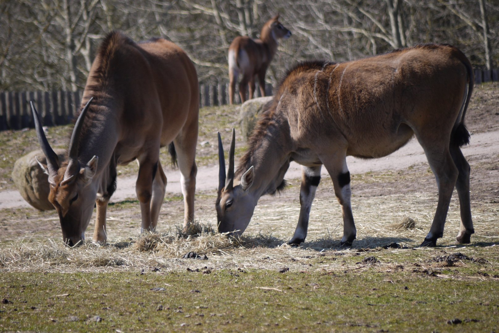 Common Eland