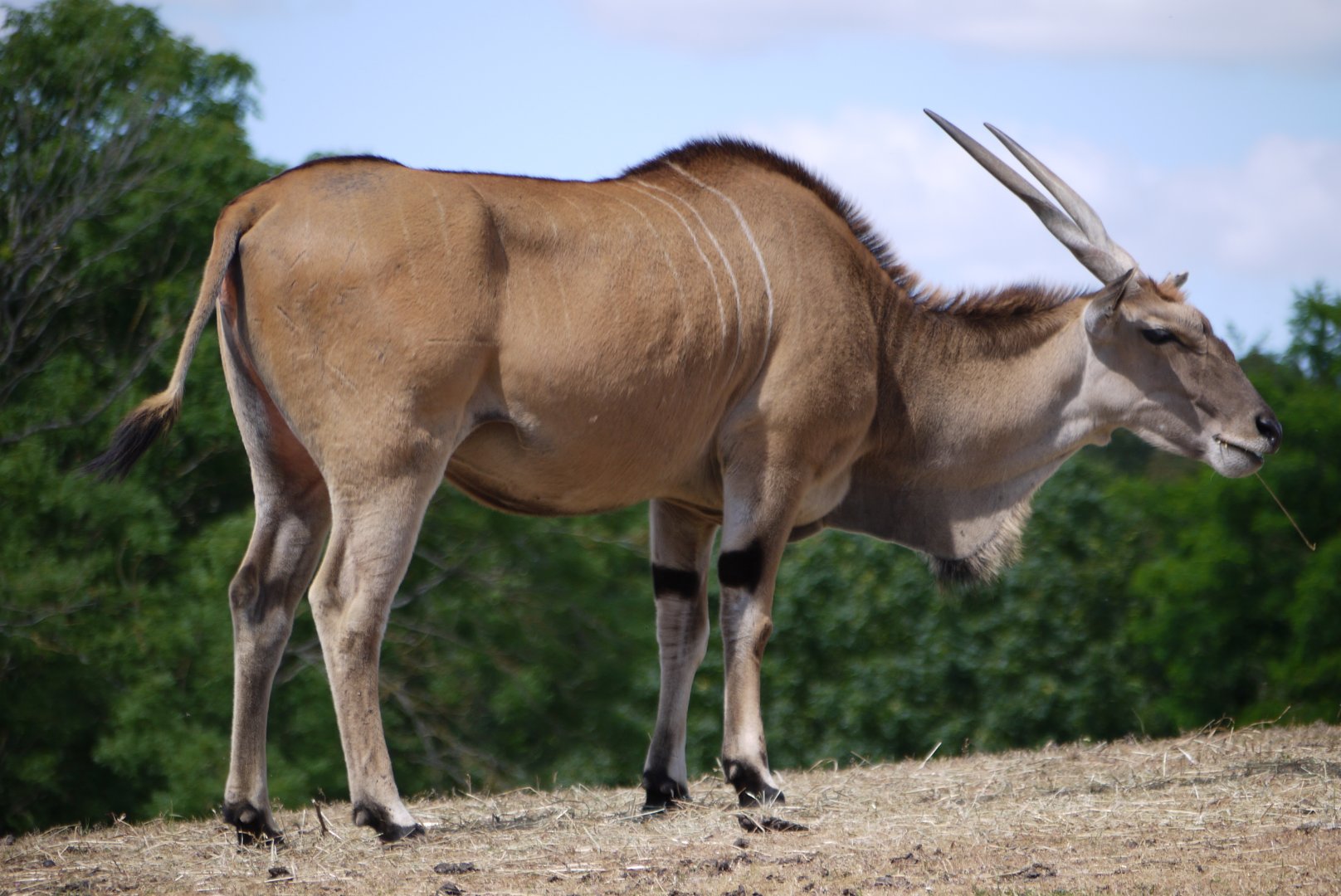 Common Eland