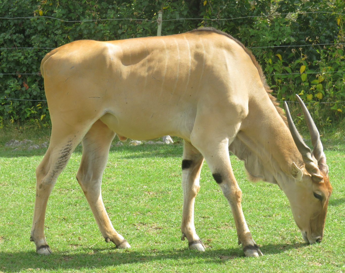 Common eland