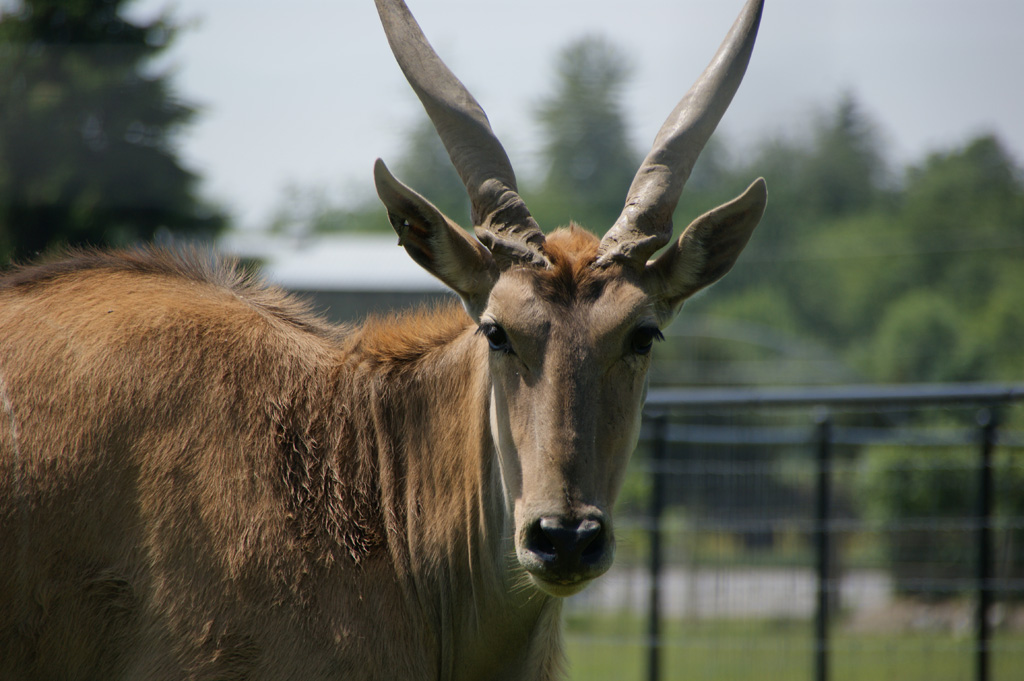 Common Eland