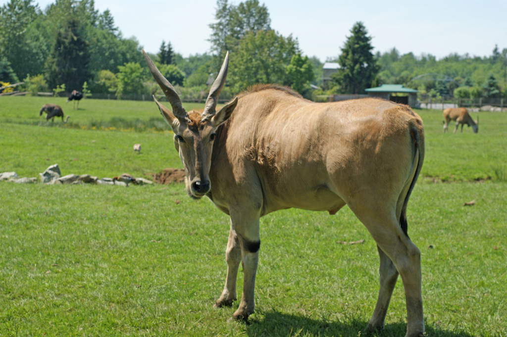 Common Eland