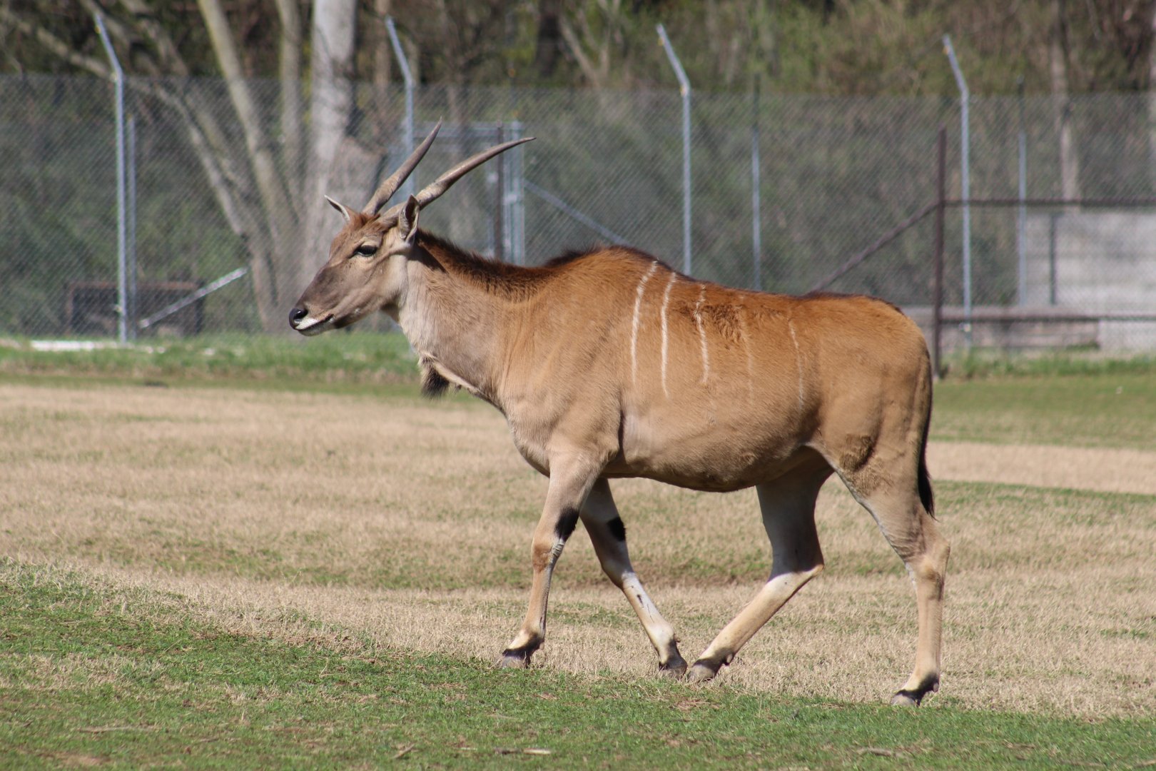 Common Eland