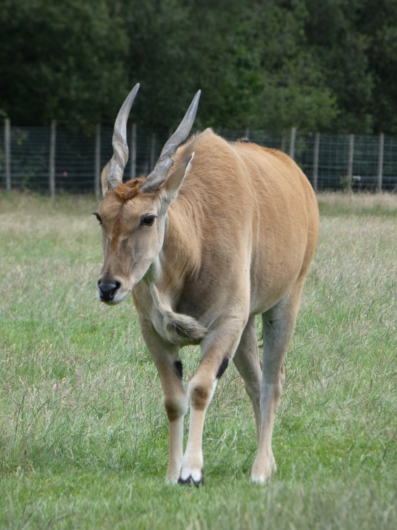Common Eland
