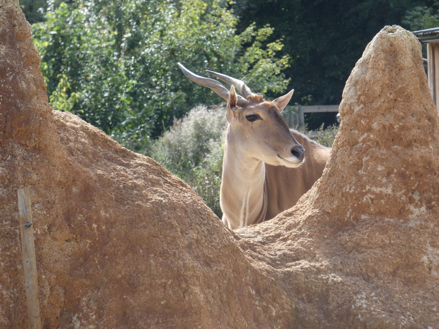 Common Eland