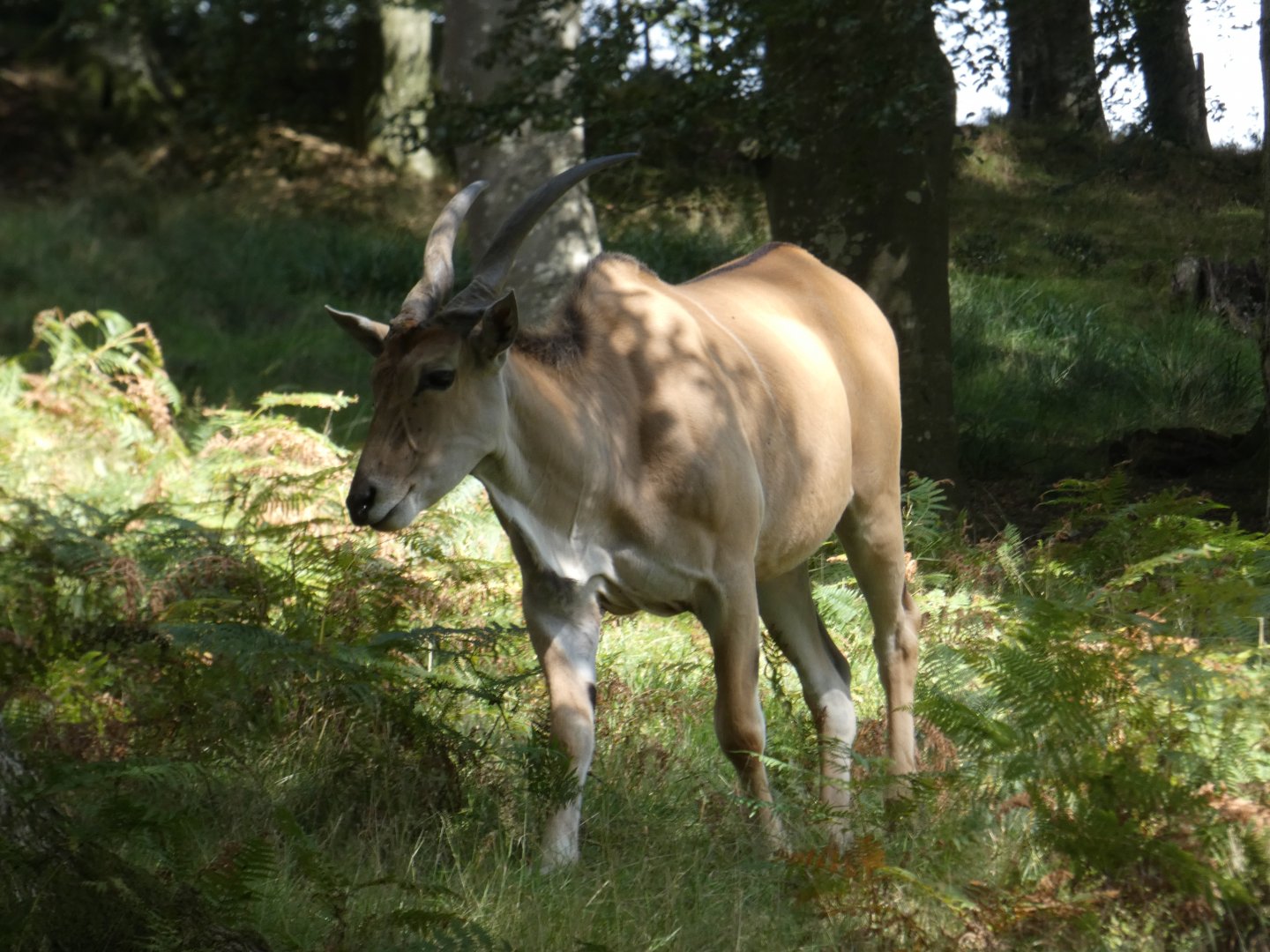 Common Eland