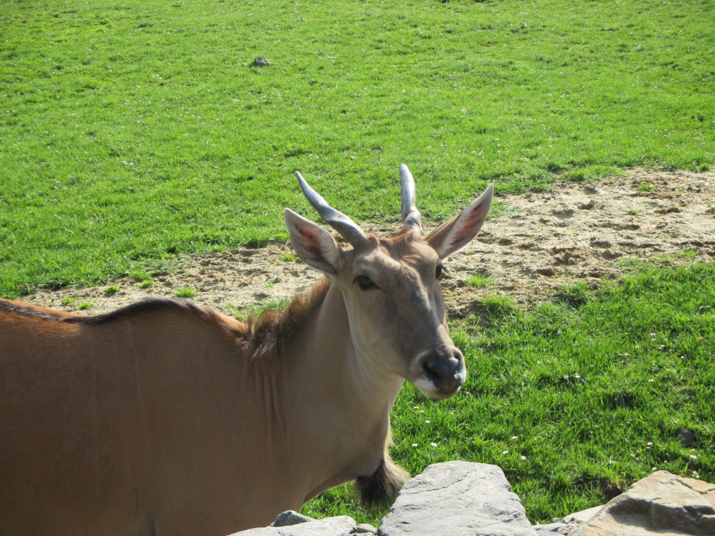 Common eland