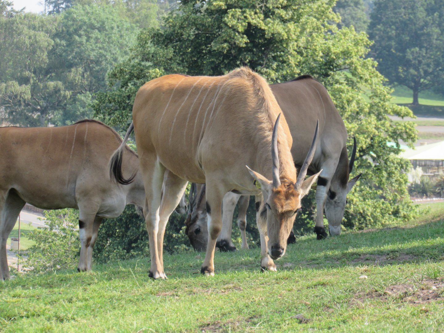 Common Eland