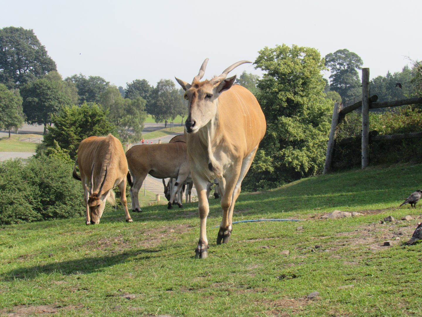 Common Eland