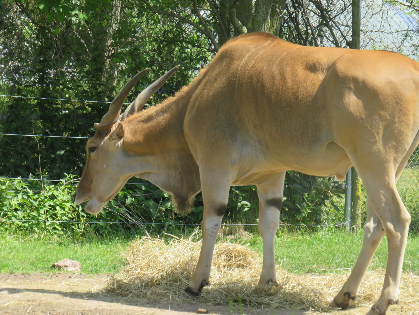 Common eland