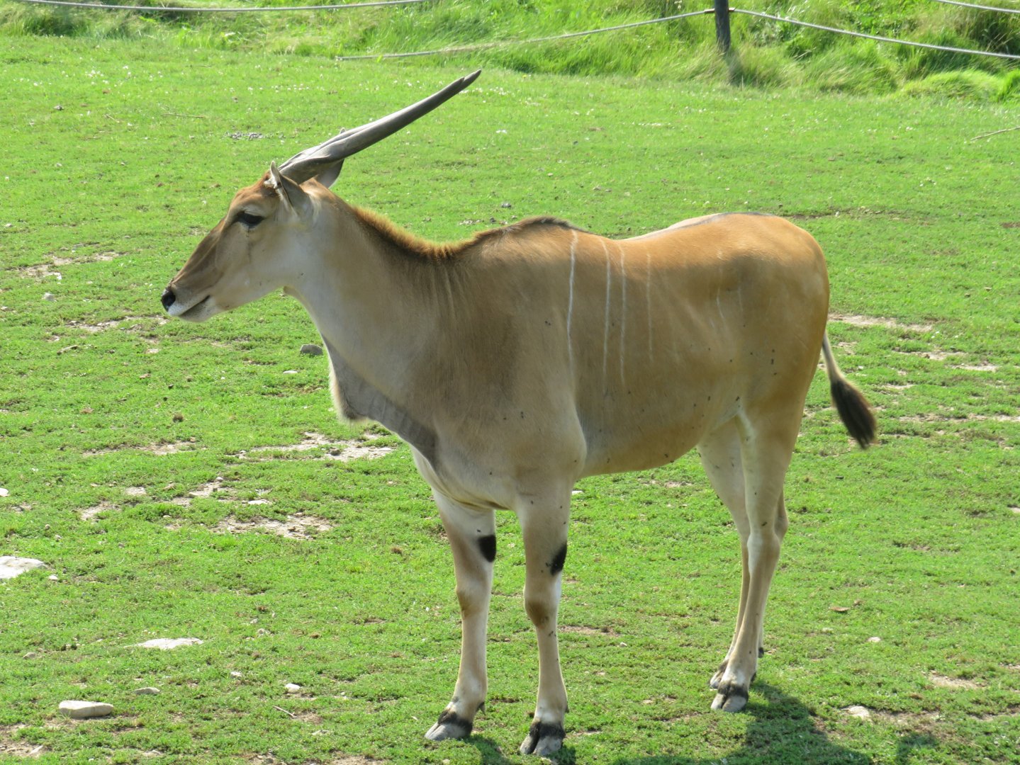 Common eland