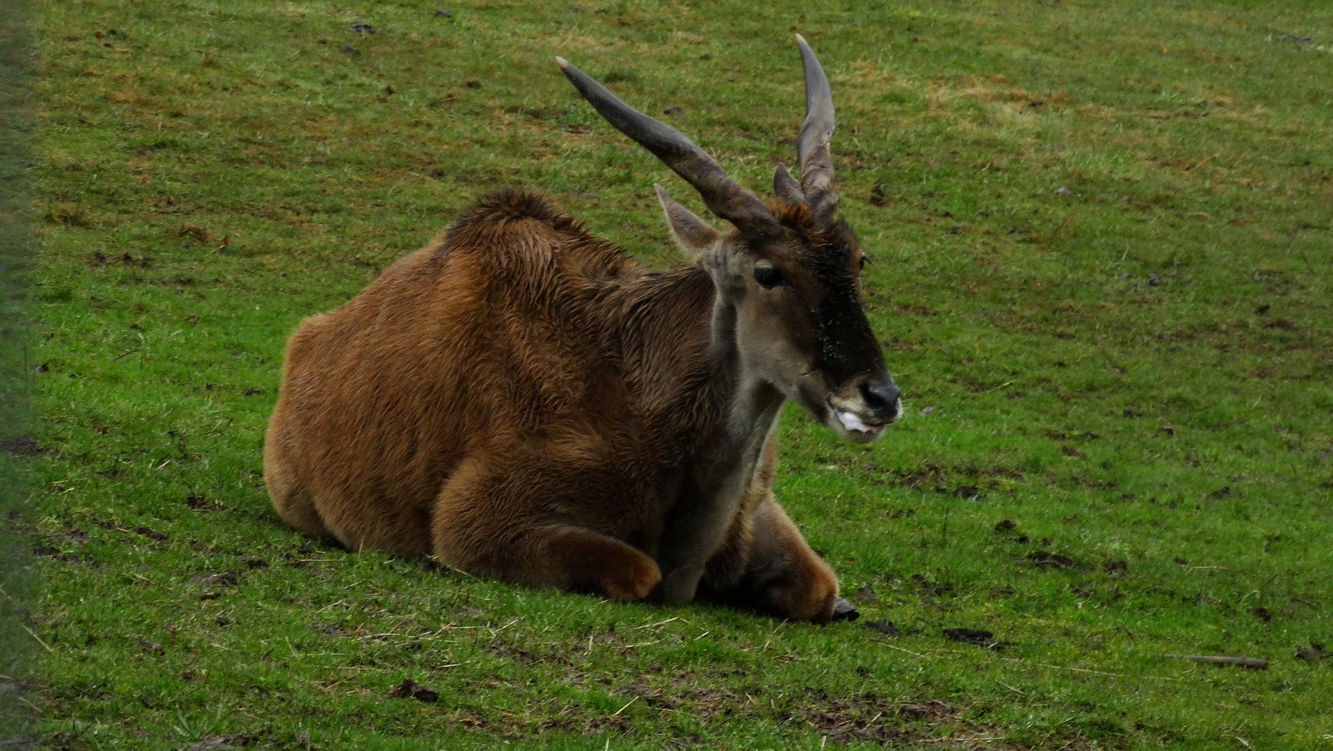 Common Eland