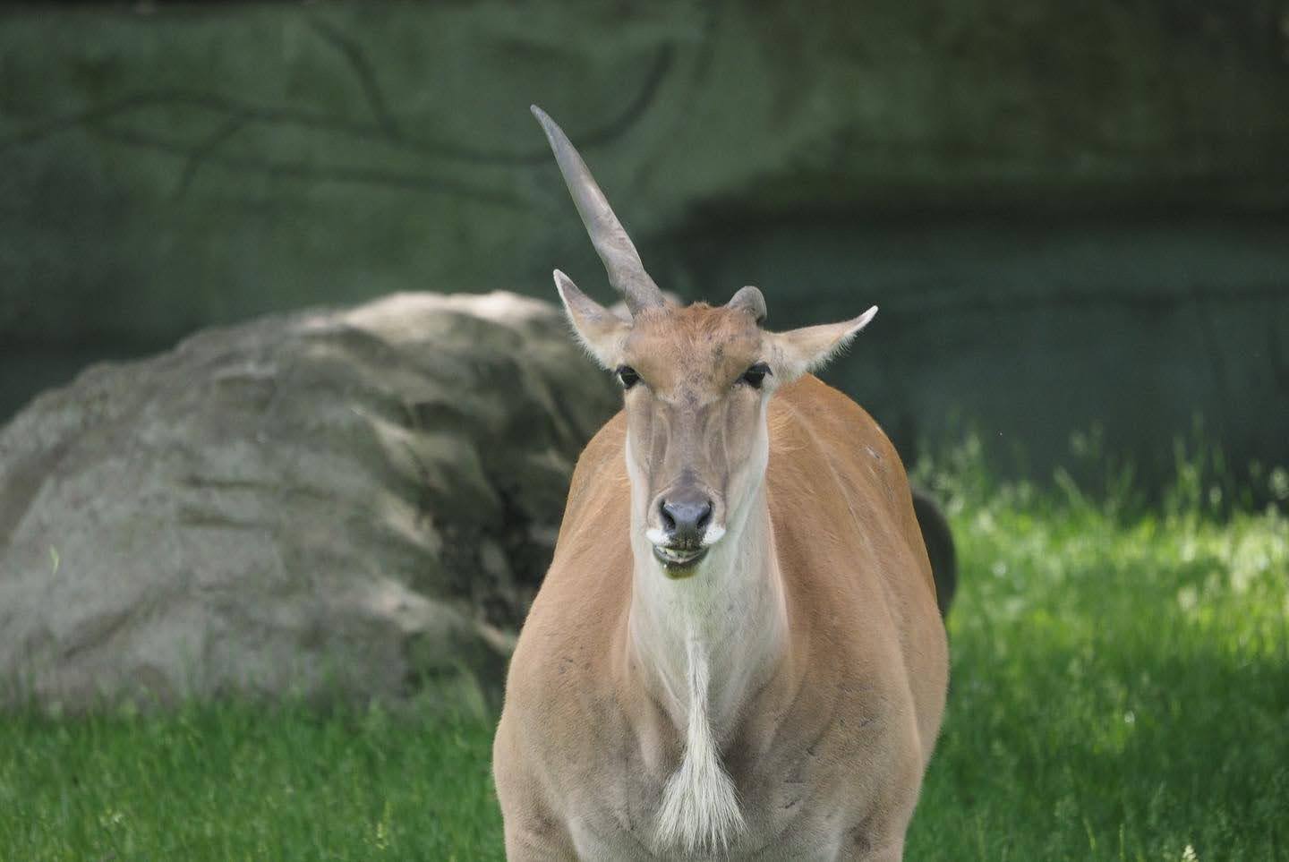 Common eland