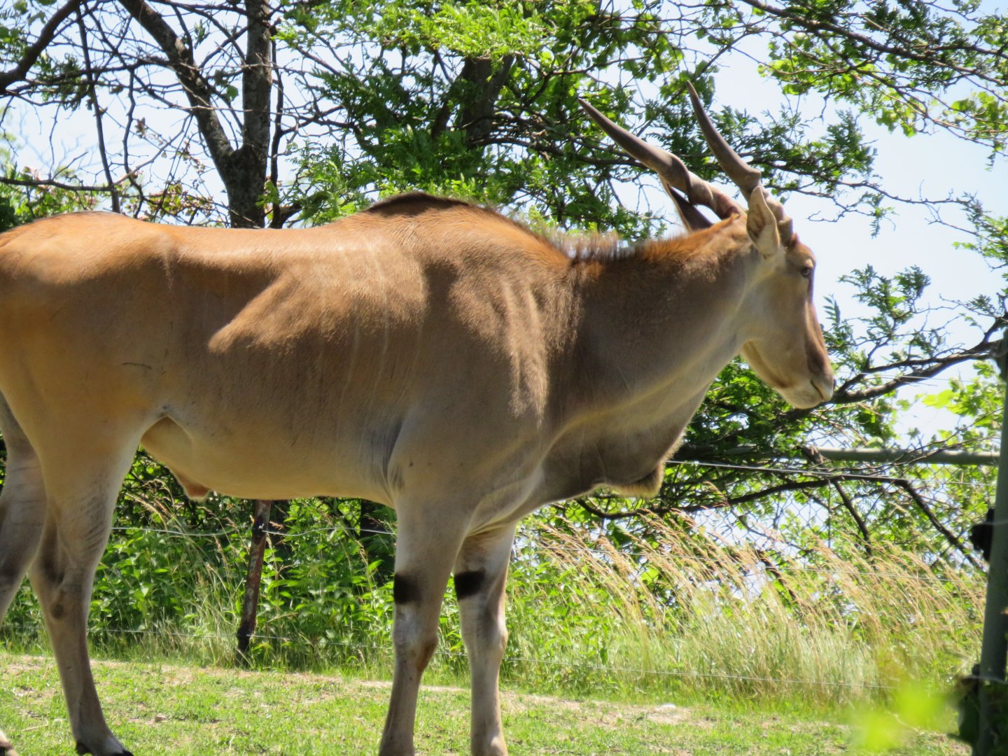 Common eland
