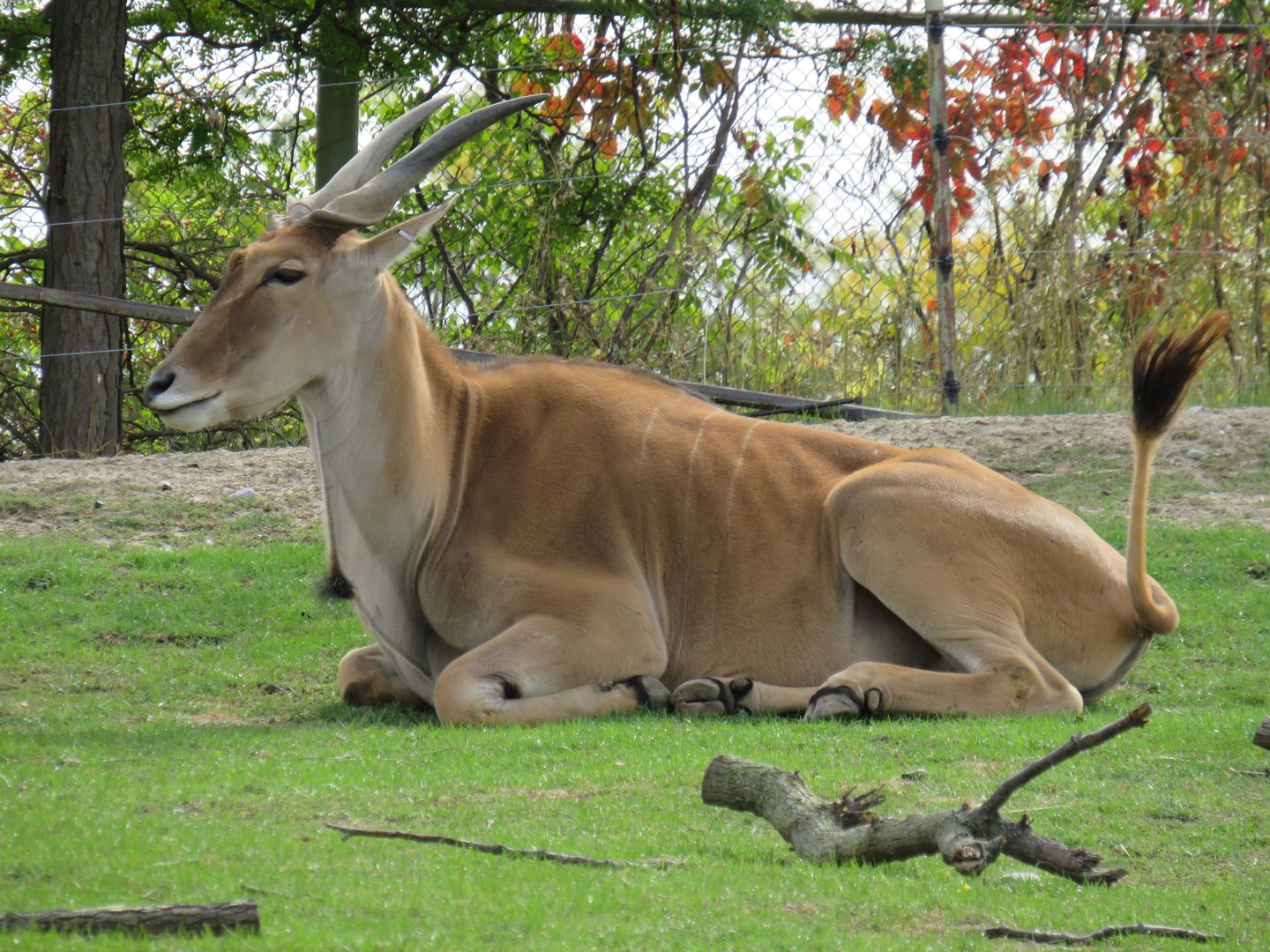 Common eland