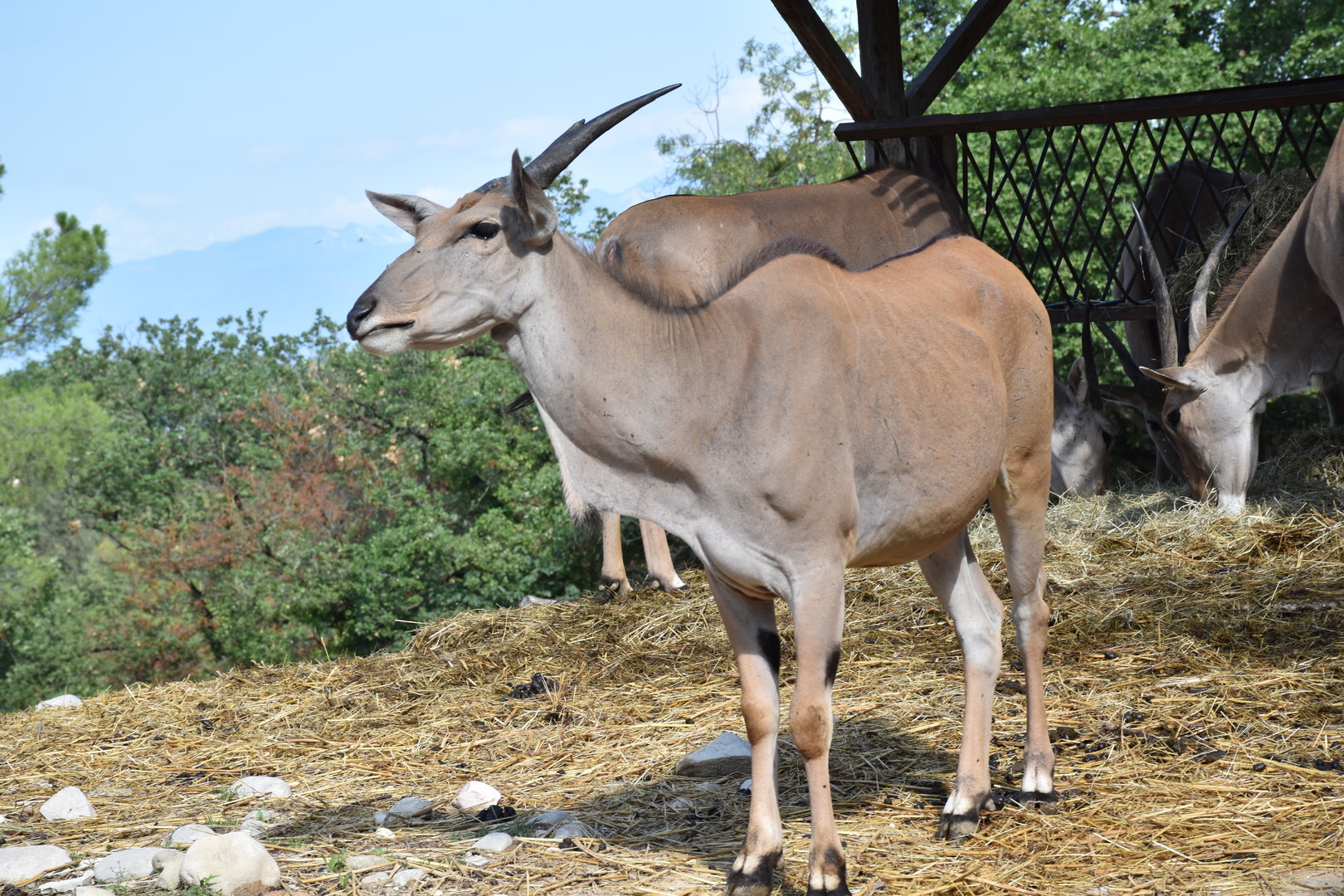 Common eland