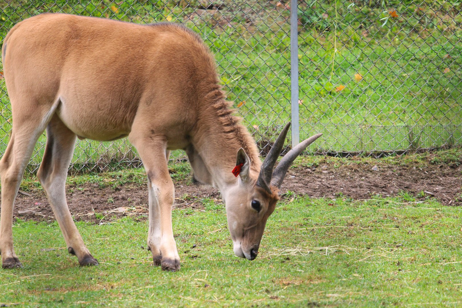 Common Eland