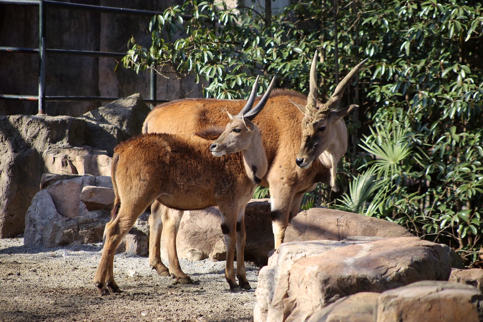 Common Eland