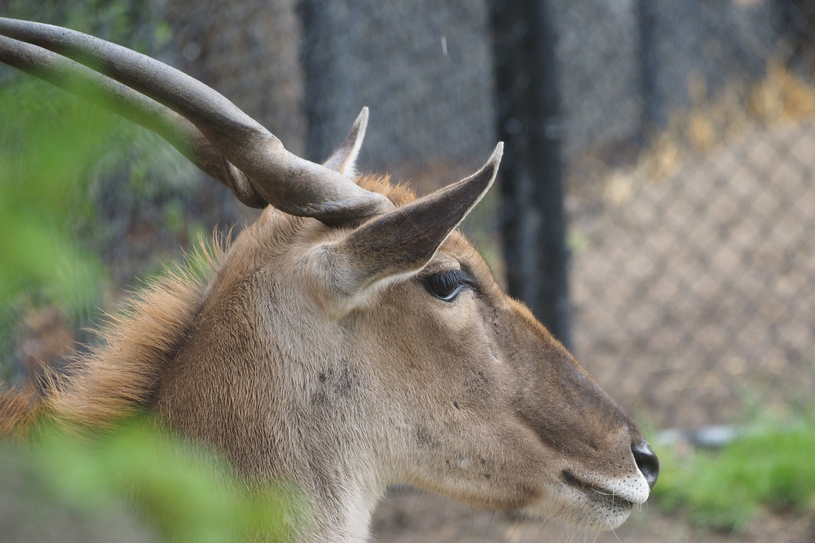 Common Eland