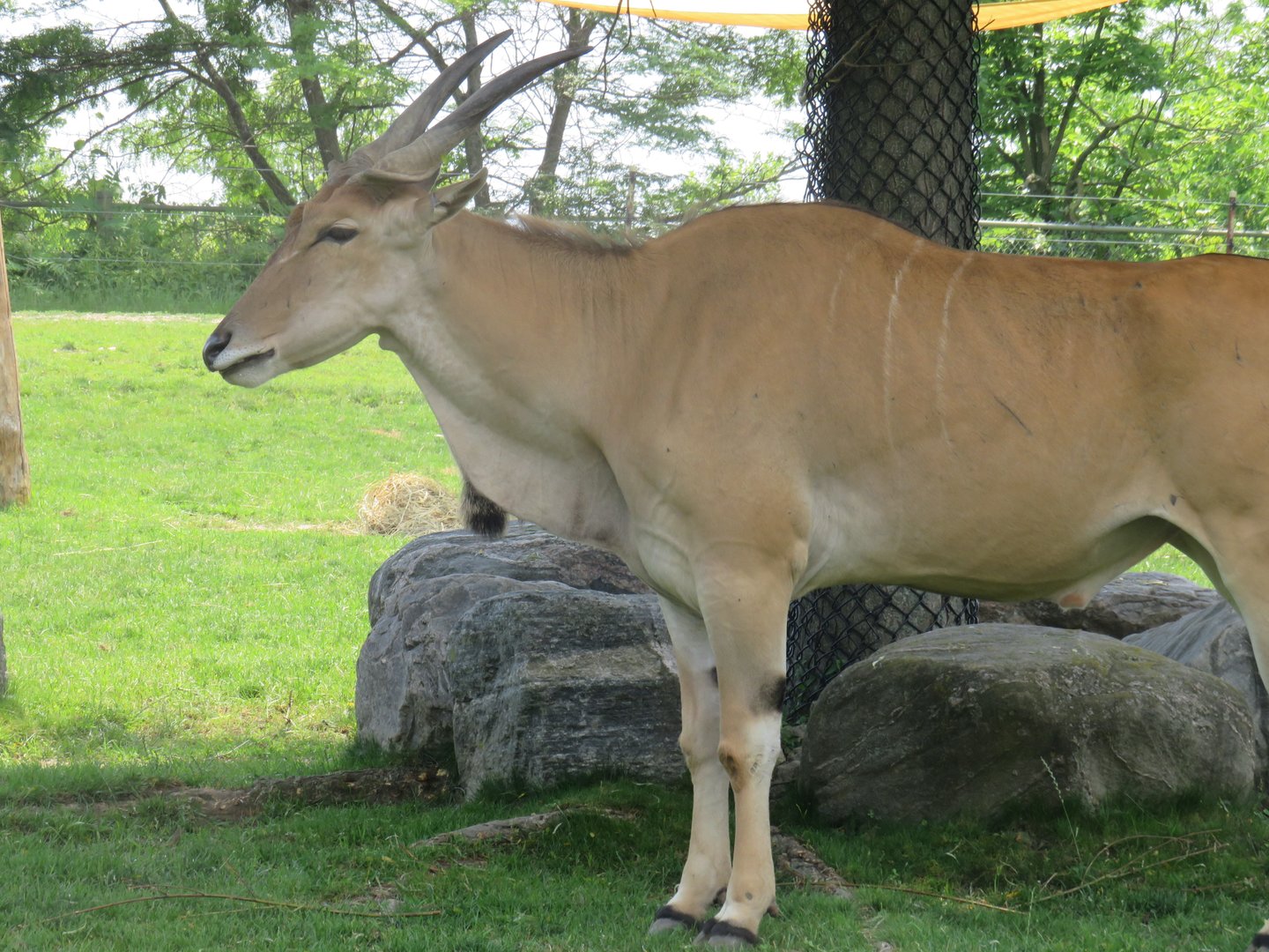 Common eland
