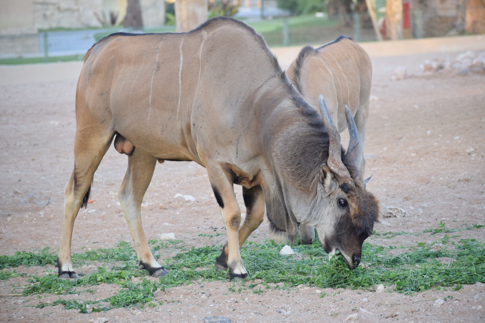 Common eland