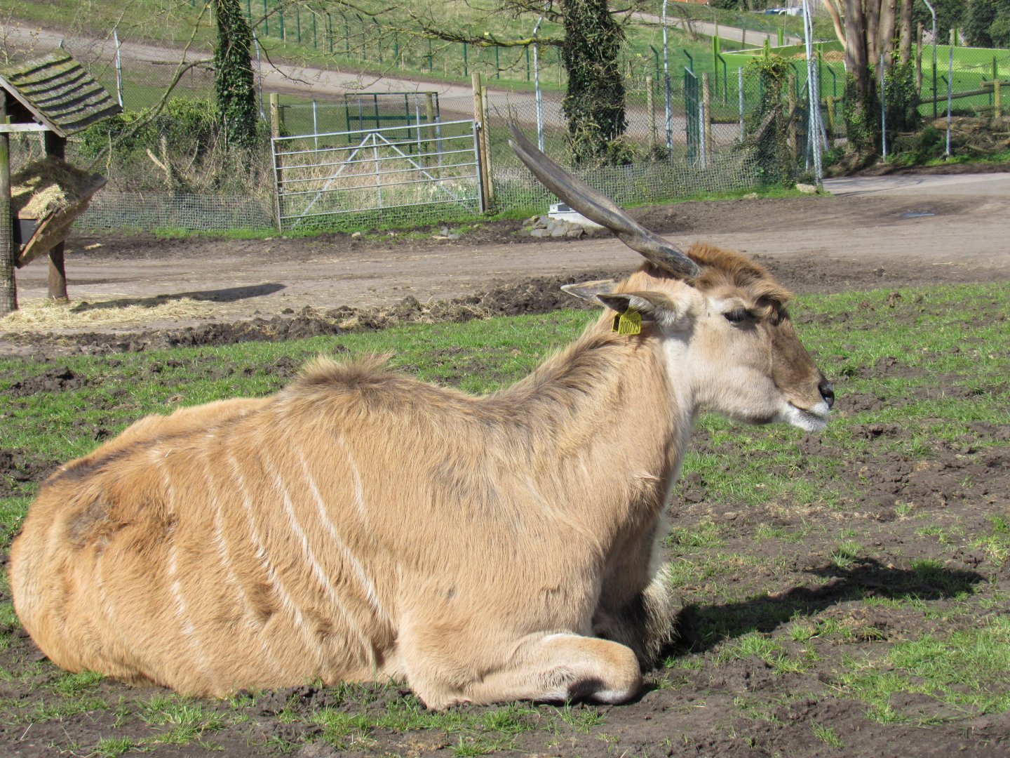 Common eland