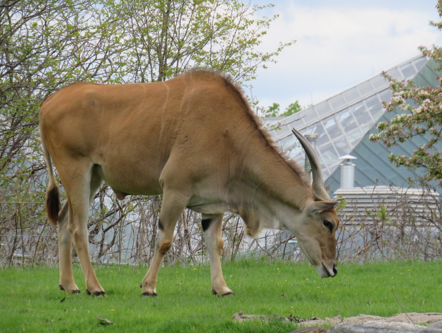 Common eland