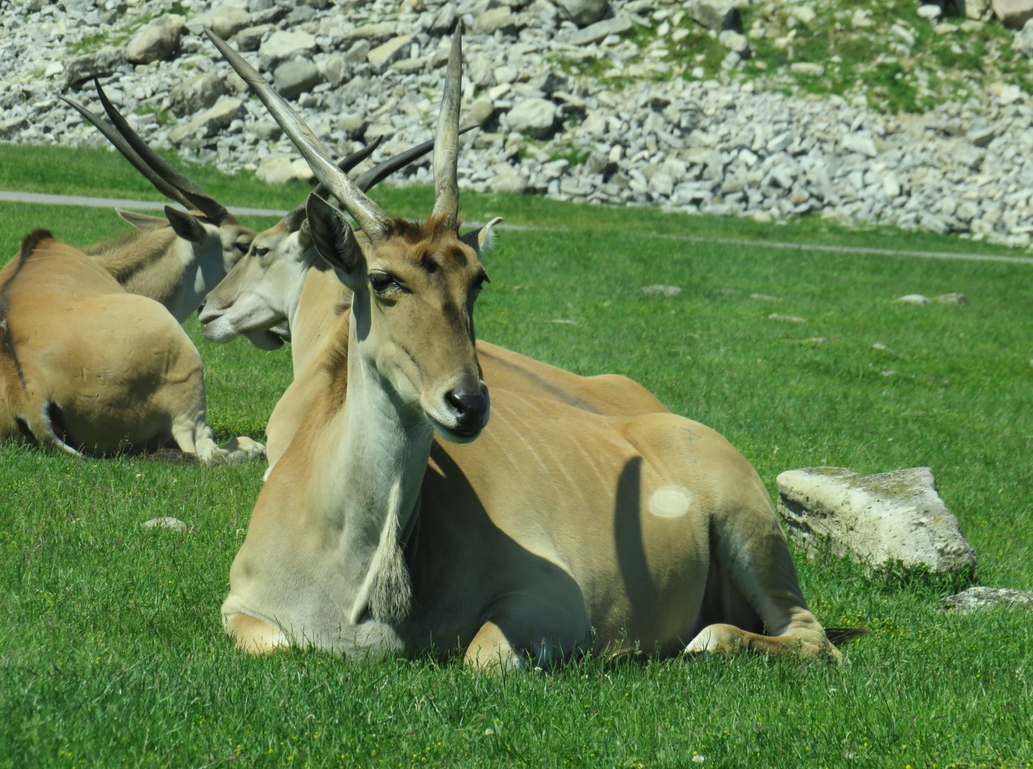 Common eland