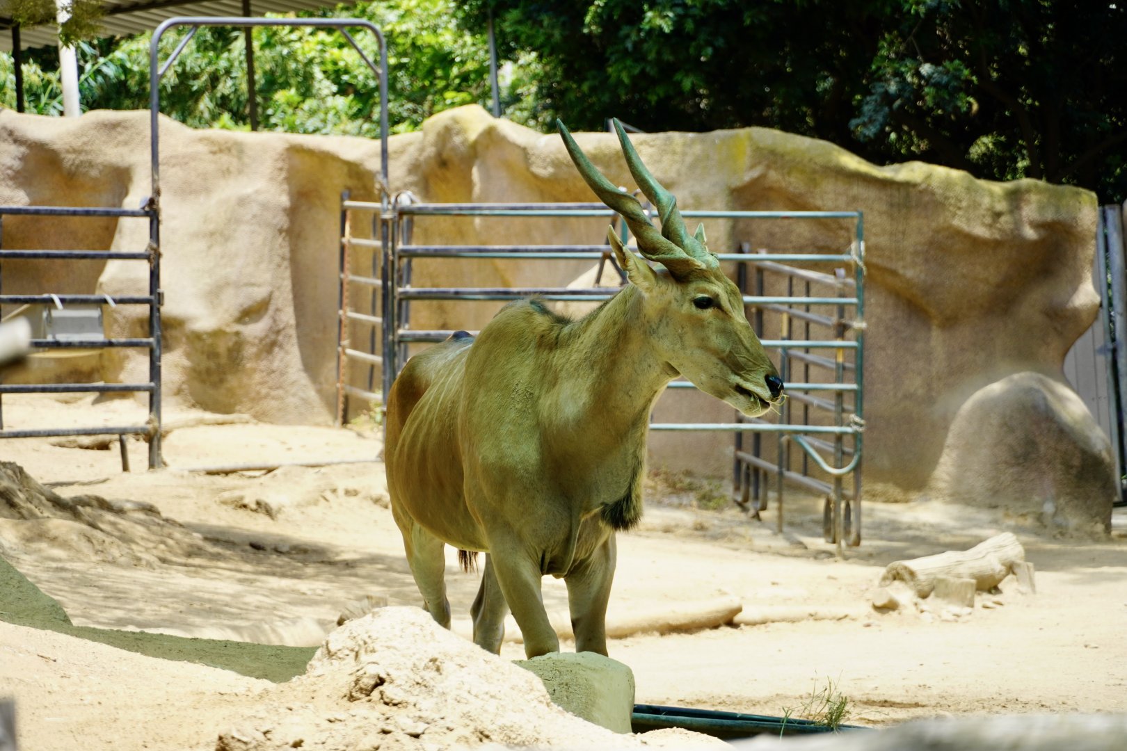 Common Eland