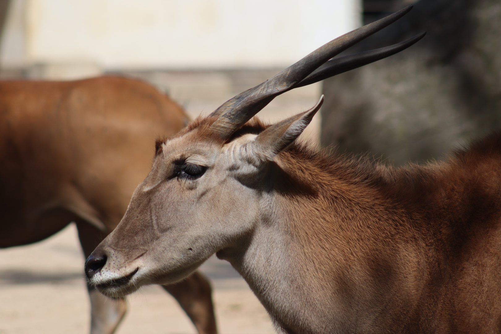 Common Eland