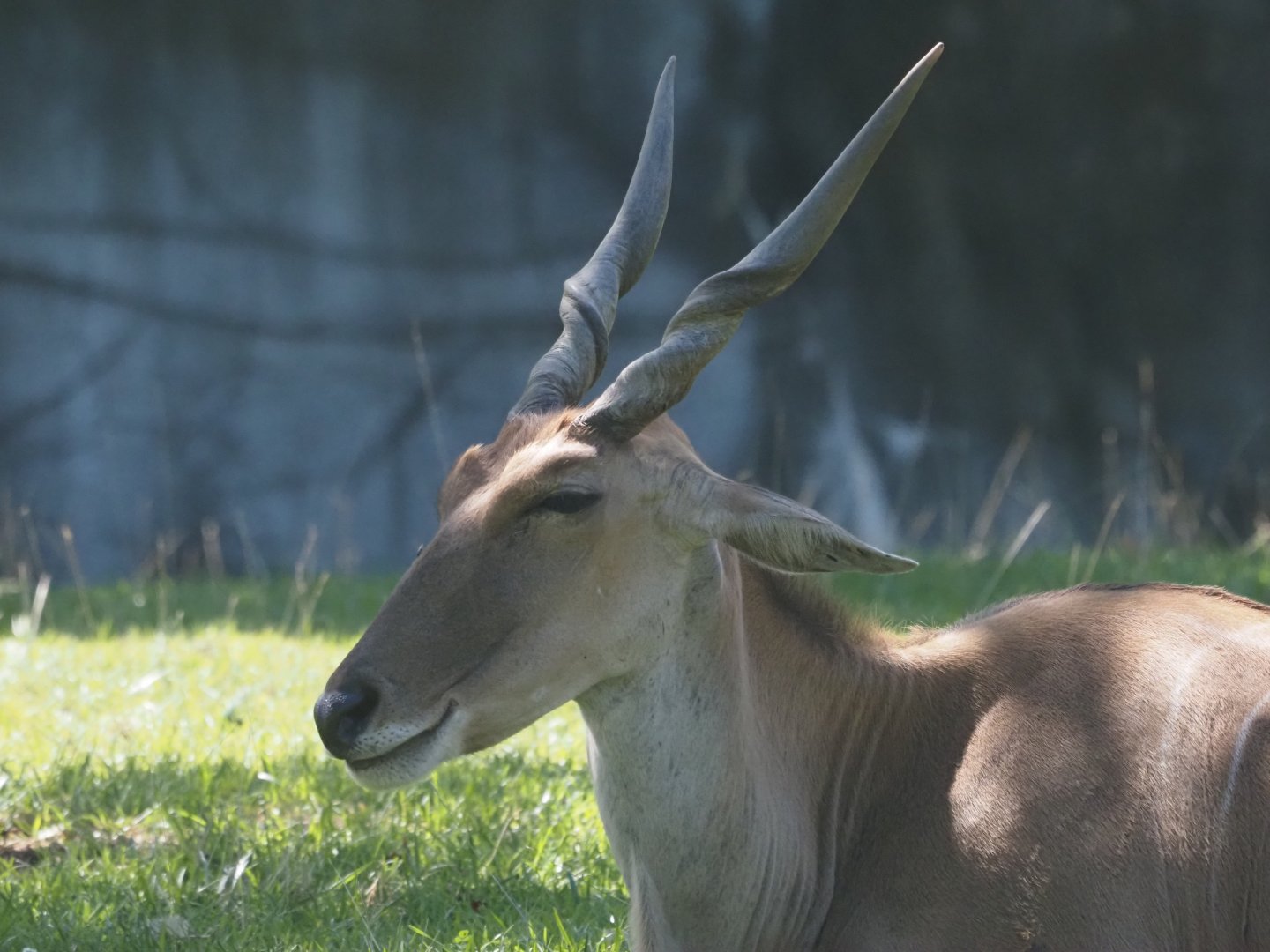 Common Eland