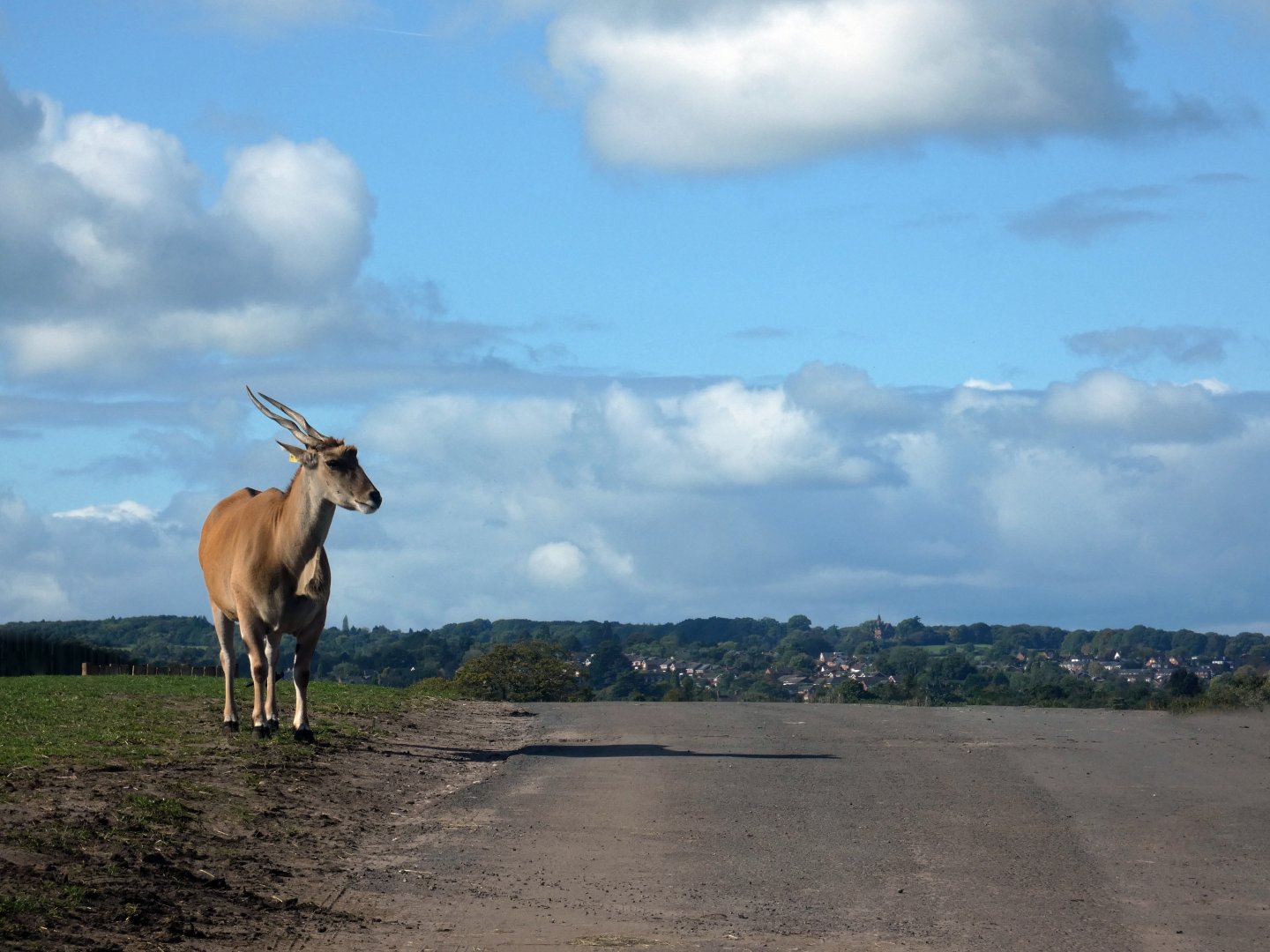 Common eland