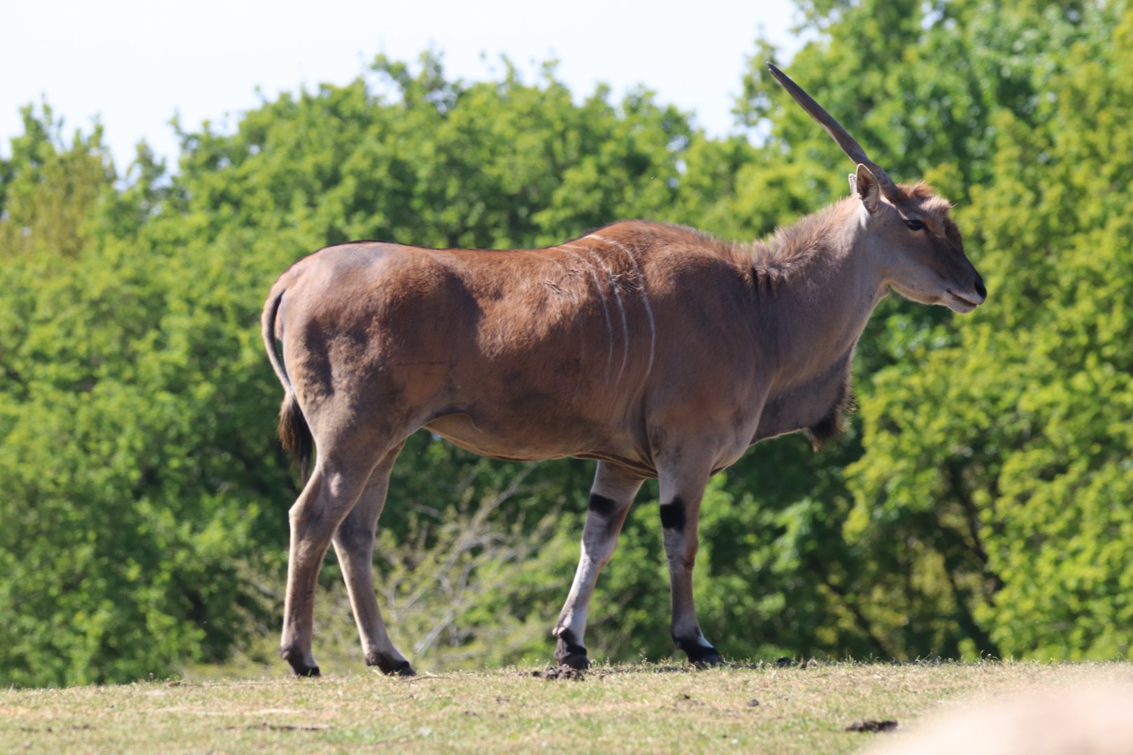 Common eland