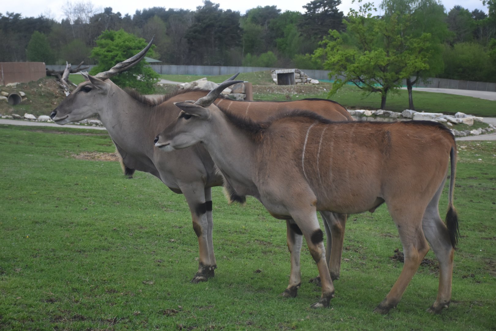 Common eland