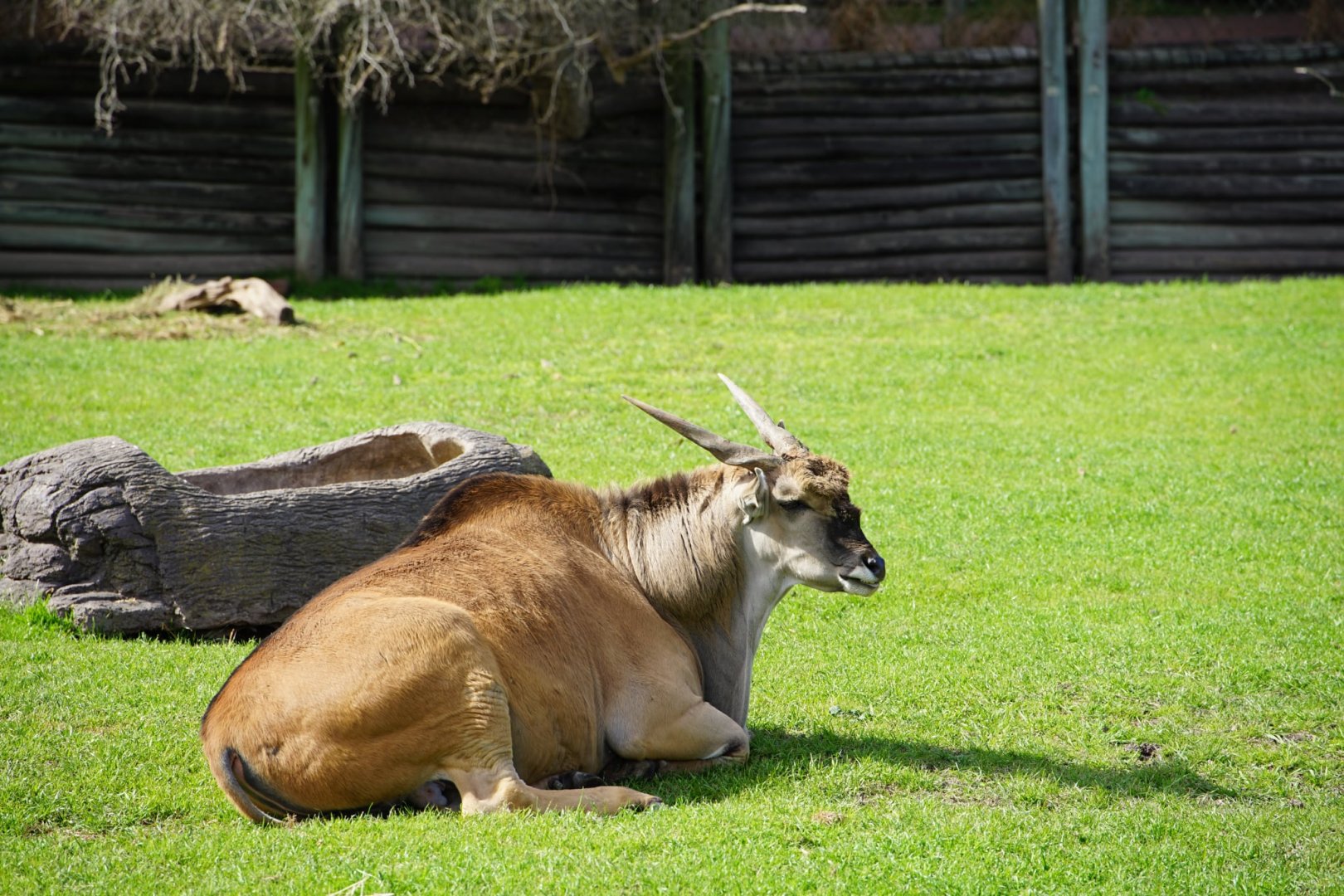 Common Eland