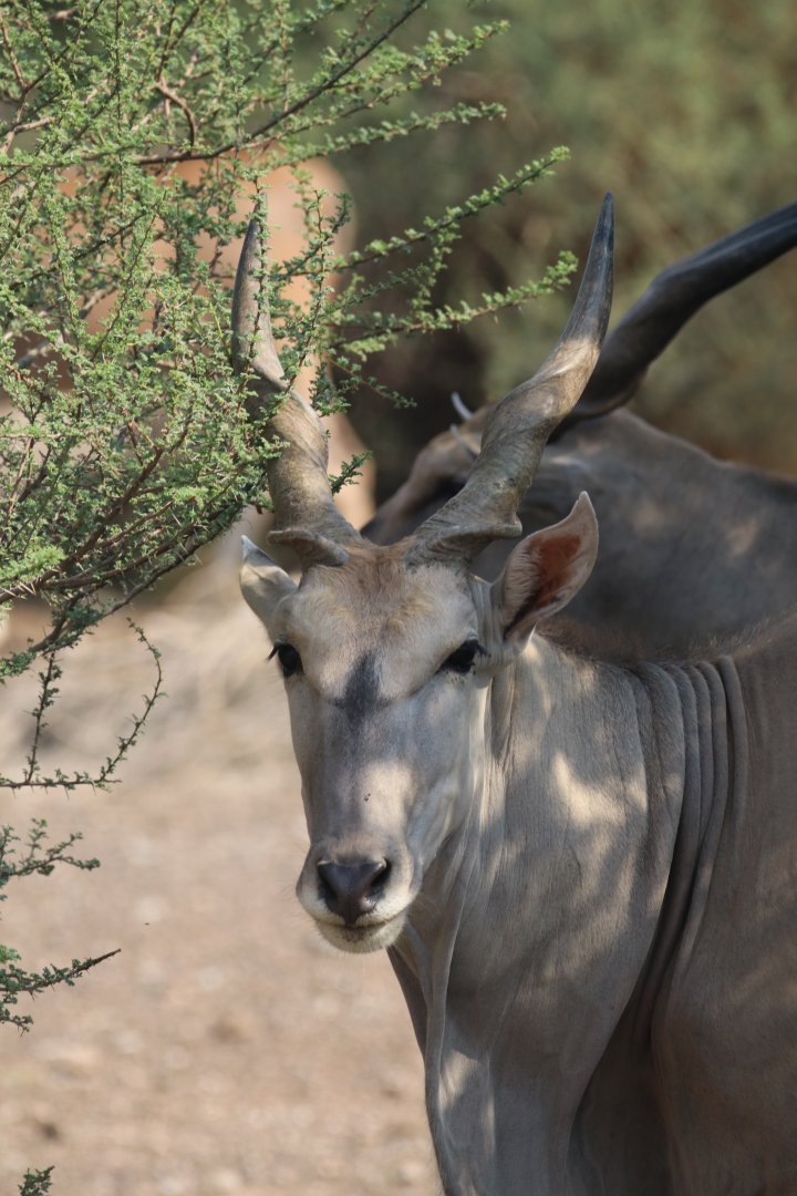 Common eland