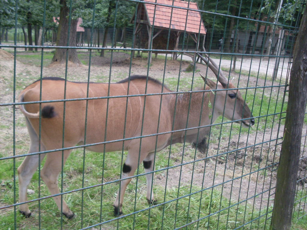 Common eland