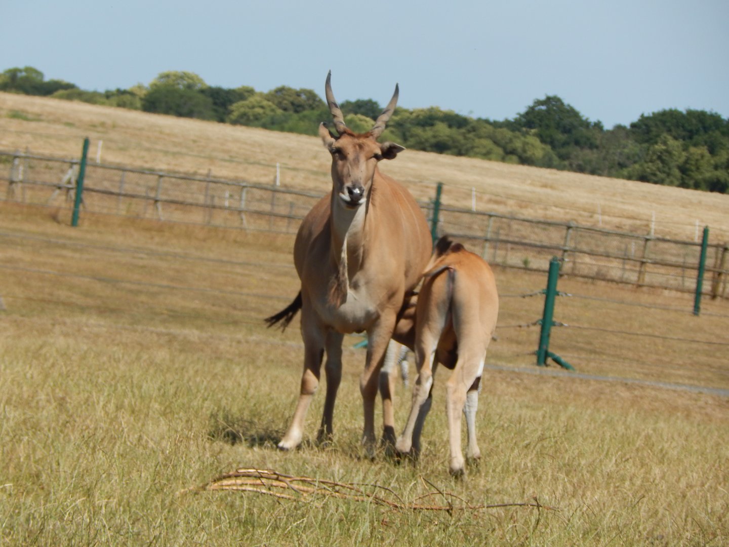 Common elands 110722