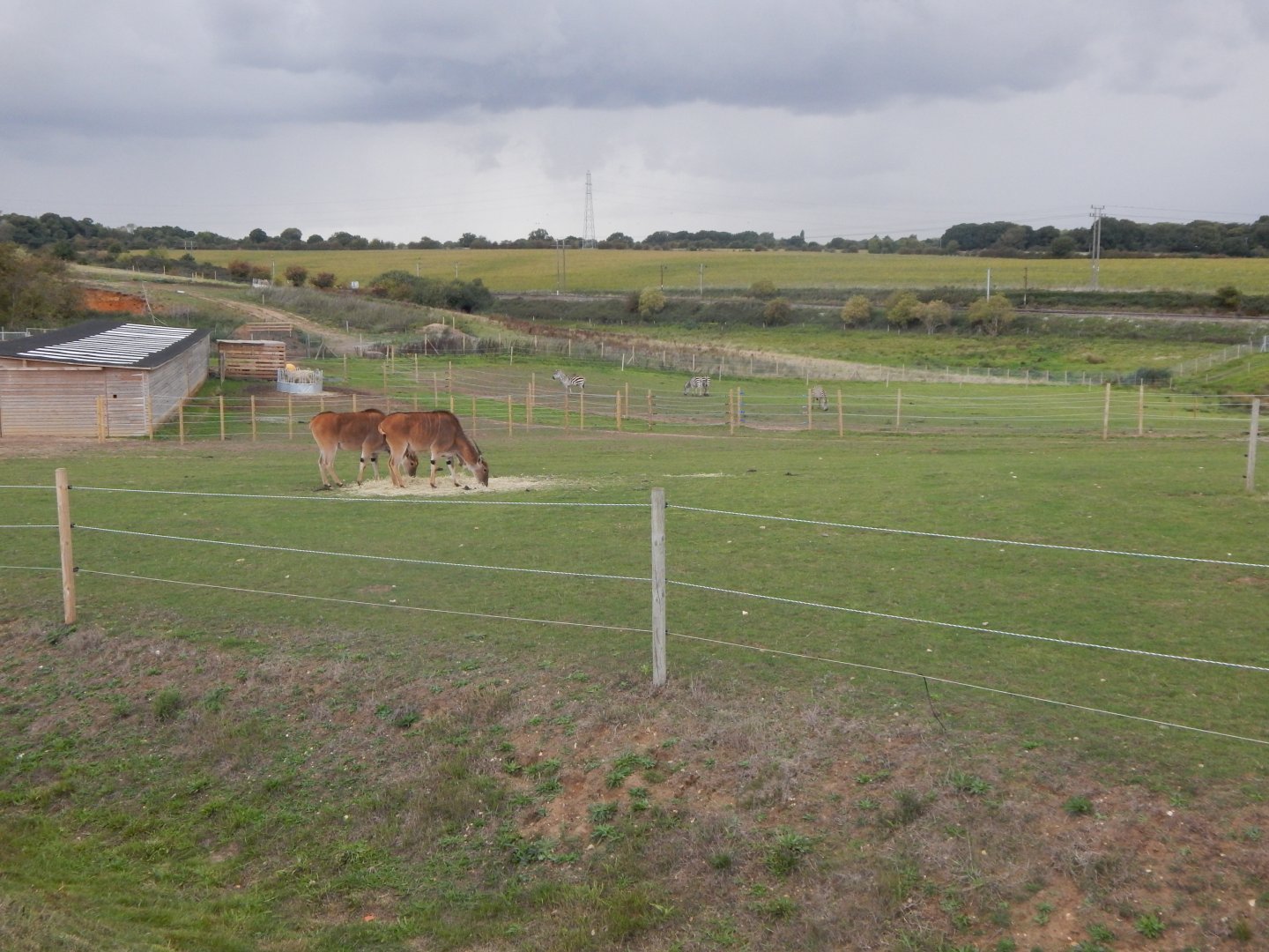 Common elands and Grant's zebras 130925