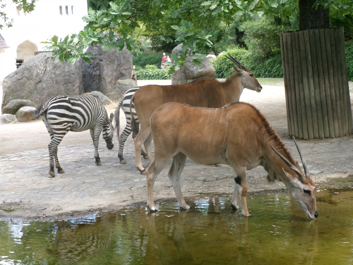 Common elands and Grant's zebras