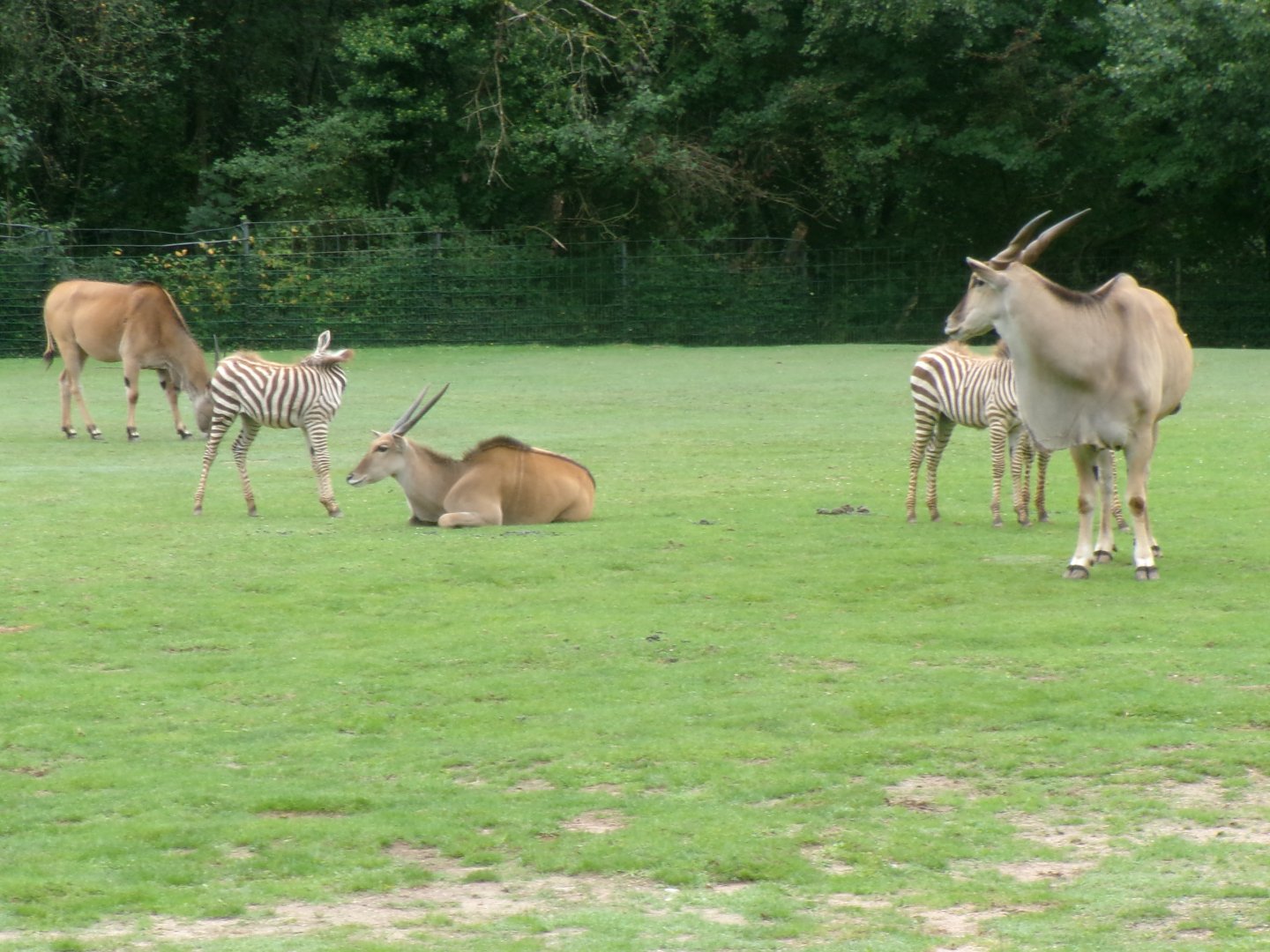 Common elands and Grant's zebras